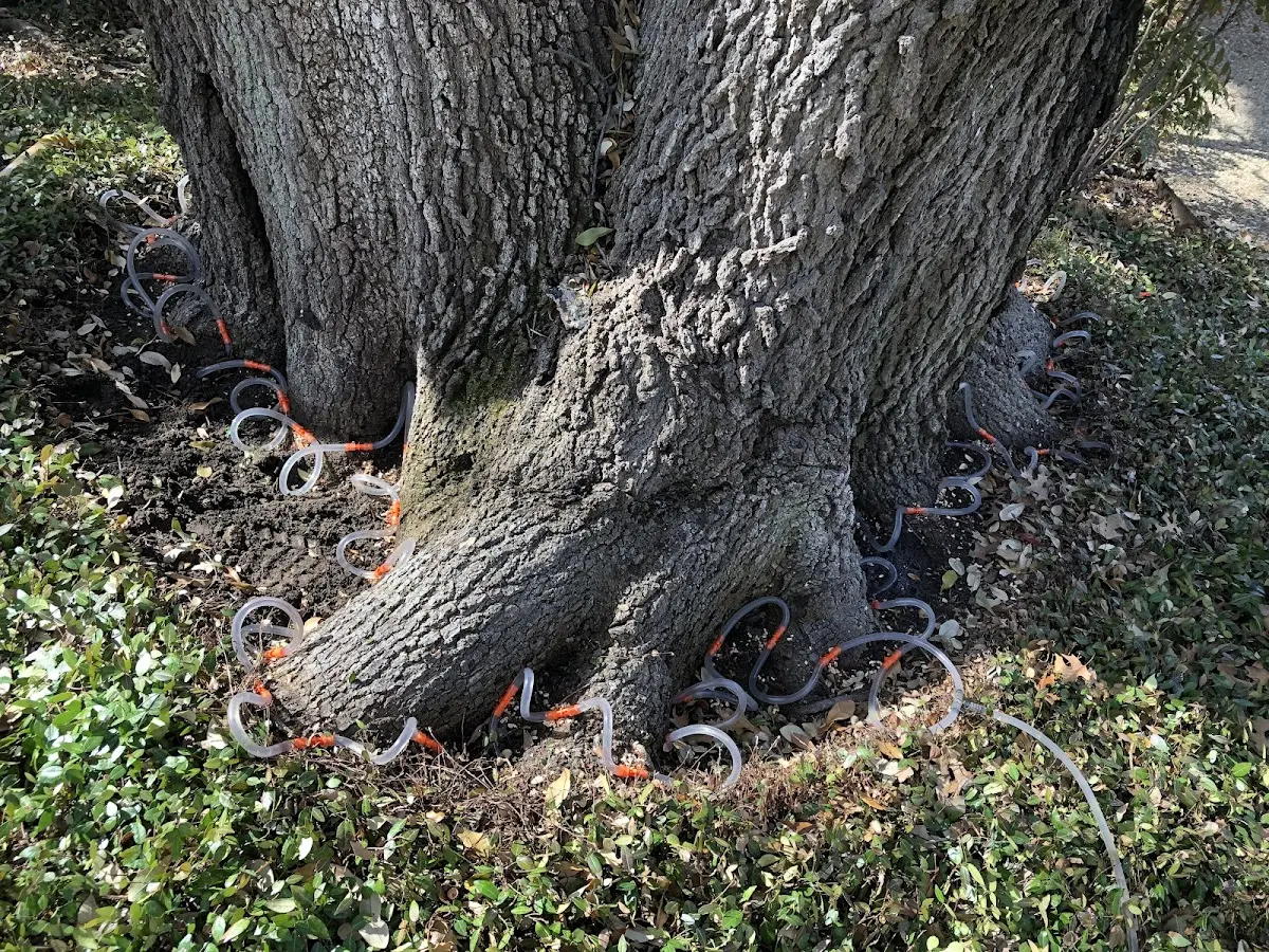 Detailed Tree Cabling and Bracing job site in Camp Hill